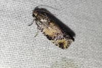 Ptycholomoides aeriferanus