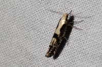 Argyresthia conjugella