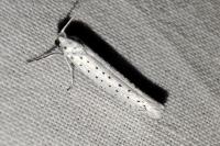 Yponomeuta evonymella