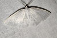 Cabera exanthemata