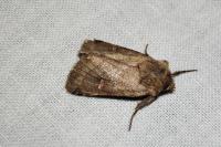Eriopygodes imbecilla