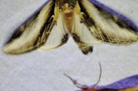 Pheosia tremula