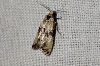 Eupoecilia angustana