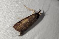 Hypochalcia ahenella