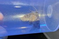 Polia bombycina