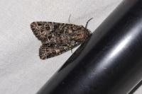 Apamea furva