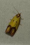 Agapeta zoegana