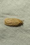 Agonopterix