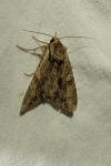 Apamea monoglypha