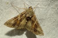 Autographa gamma