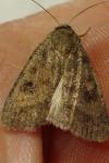 Caradrina morpheus