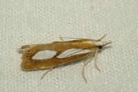 Catoptria pinella