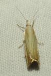 Chrysoteuchia culmella