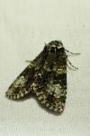 Craniophora ligustri