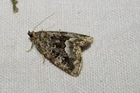 Deltote pygarga