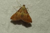 Endotricha flammealis