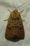 Hoplodrina ambigua / Hoplodrina blanda