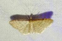 Idaea fuscovenosa