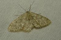 Idaea seriata