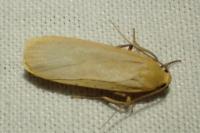 Katha depressa