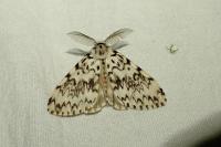 Lymantria monacha