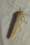 Manulea complana