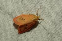 Miltochrista miniata