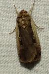 Ochropleura plecta