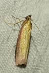 Oncocera semirubella