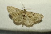 Peribatodes rhomboidaria