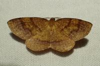 Plagodis pulveraria