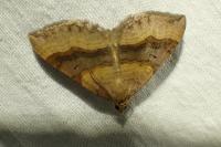 Scotopteryx chenopodiata