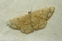 Stegania cararia