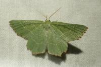 Thalera fimbrialis