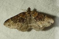 Xanthorhoe ferrugata / Xanthorhoe spadicearia
