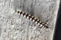 Ethmia terminella