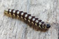Ethmia terminella