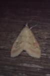 Ostrinia nubilalis