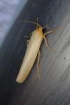 Manulea complana