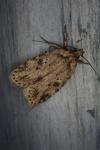 Agonopterix arenella