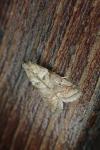 Acrobasis consociella