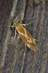 Metalampra italica / Metalampra cinnamomea