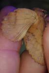 Gastropacha quercifolia