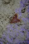 Hypsopygia costalis
