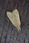 Helcystogramma lutatella