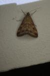 Pyrausta despicata