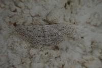 Idaea seriata