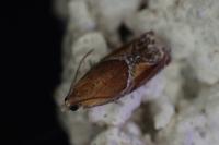 Ancylis obtusana