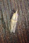 Etiella zinckenella
