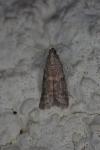 Ephestia woodiella